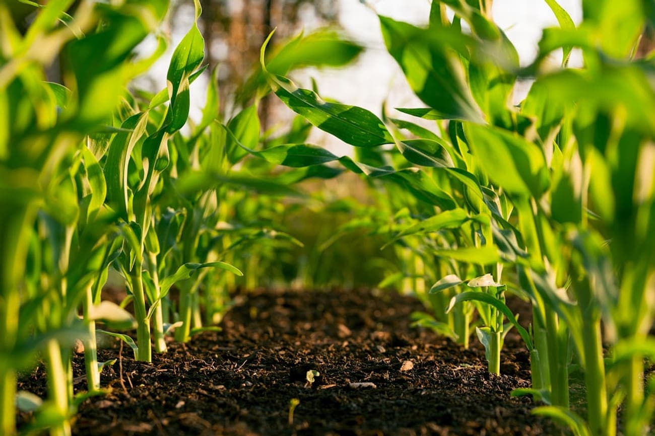 Pesticides & Agrochemicals Clearance
